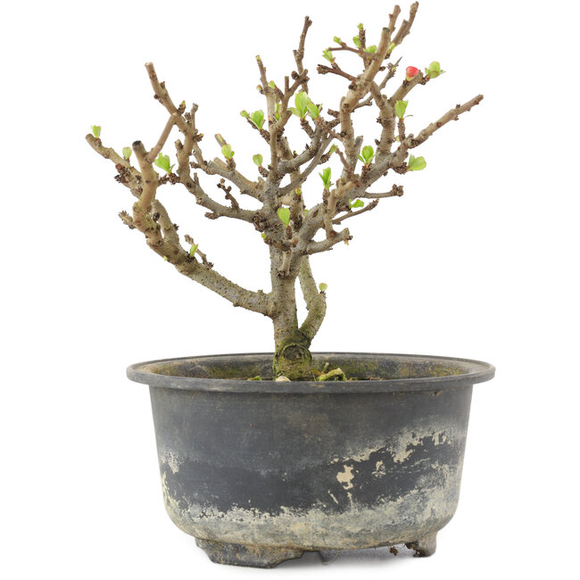 Chaenomeles speciosa, 14 cm, ± 9 años, con flores rojas y frutos amarillos