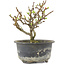 Chaenomeles speciosa, 14 cm, ± 9 jaar oud, met rode bloemen en geel fruit