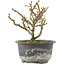 Chaenomeles speciosa, 14 cm, ± 9 anni, con fiori rossi e frutti gialli