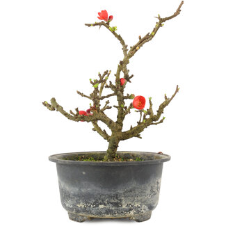 Chaenomeles speciosa, 17,5 cm, ± 9 years old