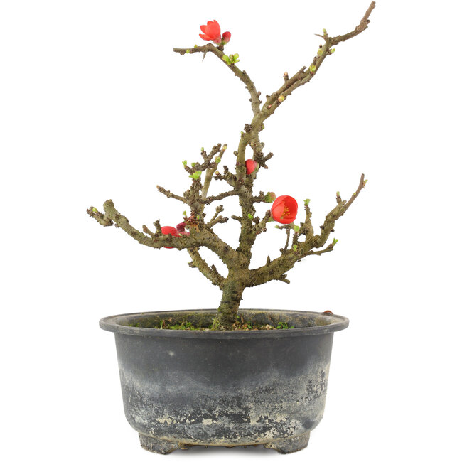 Chaenomeles speciosa, 17,5 cm, ± 9 anni, con fiori rossi e frutti gialli