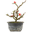 Chaenomeles speciosa, 17,5 cm, ± 9 anni, con fiori rossi e frutti gialli