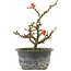 Chaenomeles speciosa, 17,5 cm, ± 9 years old, with red flowers and yellow fruit