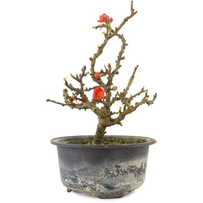 Chaenomeles speciosa, 17,5 cm, ± 9 Jahre alt, mit roten Blüten und gelben Früchten