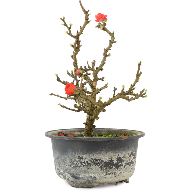Chaenomeles speciosa, 17,5 cm, ± 9 años, con flores rojas y frutos amarillos