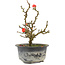 Chaenomeles speciosa, 17,5 cm, ± 9 jaar oud, met rode bloemen en geel fruit