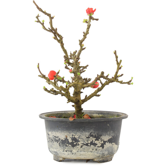 Chaenomeles speciosa, 17,5 cm, ± 9 ans, à fleurs rouges et fruits jaunes