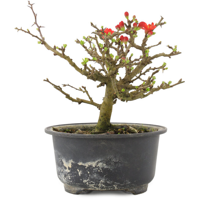 Chaenomeles speciosa, 13 cm, ± 9 anni, con fiori rossi e frutti gialli