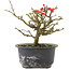 Chaenomeles speciosa, 13 cm, ± 9 ans, à fleurs rouges et fruits jaunes