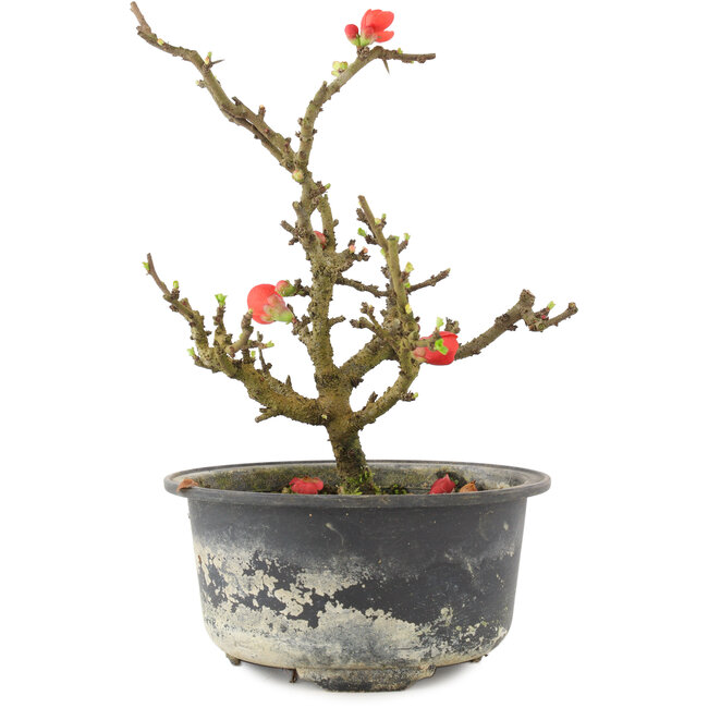 Chaenomeles speciosa, 17,5 cm, ± 9 anni, con fiori rossi e frutti gialli