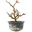 Chaenomeles speciosa, 17,5 cm, ± 9 anni, con fiori rossi e frutti gialli
