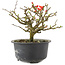 Chaenomeles speciosa, 13 cm, ± 9 años, con flores rojas y frutos amarillos.