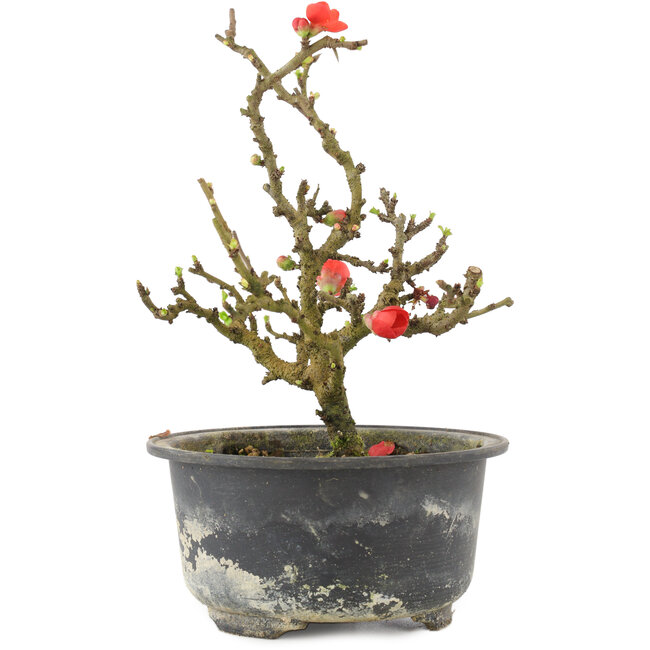 Chaenomeles speciosa, 17,5 cm, ± 9 ans, à fleurs rouges et fruits jaunes