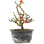 Chaenomeles speciosa, 17,5 cm, ± 9 jaar oud, met rode bloemen en geel fruit
