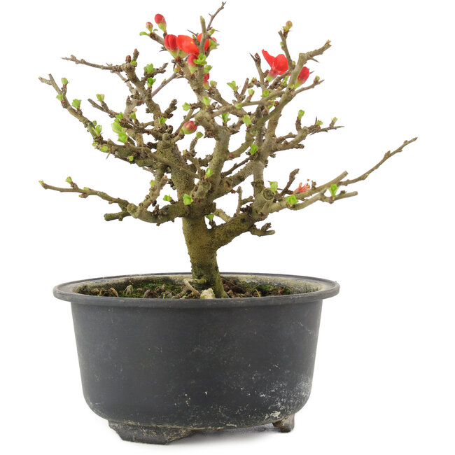 Chaenomeles speciosa, 13 cm, ± 9 jaar oud, met rode bloemen en geel fruit