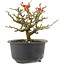 Chaenomeles speciosa, 13 cm, ± 9 Jahre alt, mit roten Blüten und gelben Früchten