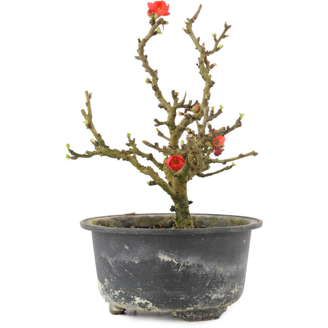 Chaenomeles speciosa, 17,5 cm, ± 9 jaar oud, met rode bloemen en geel fruit