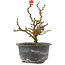 Chaenomeles speciosa, 17,5 cm, ± 9 jaar oud, met rode bloemen en geel fruit