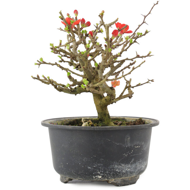 Chaenomeles speciosa, 13 cm, ± 9 Jahre alt, mit roten Blüten und gelben Früchten