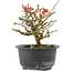Chaenomeles speciosa, 13 cm, ± 9 anni, con fiori rossi e frutti gialli