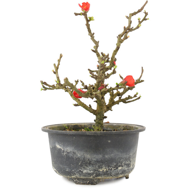 Chaenomeles speciosa, 17,5 cm, ± 9 Jahre alt, mit roten Blüten und gelben Früchten