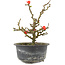 Chaenomeles speciosa, 17,5 cm, ± 9 years old, with red flowers and yellow fruit