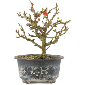 Chaenomeles speciosa, 14,5 cm, ± 9 anni