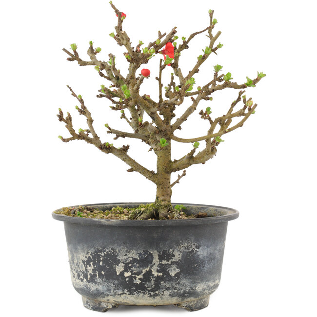 Chaenomeles speciosa, 14,5 cm, ± 9 Jahre alt, mit roten Blüten und gelben Früchten