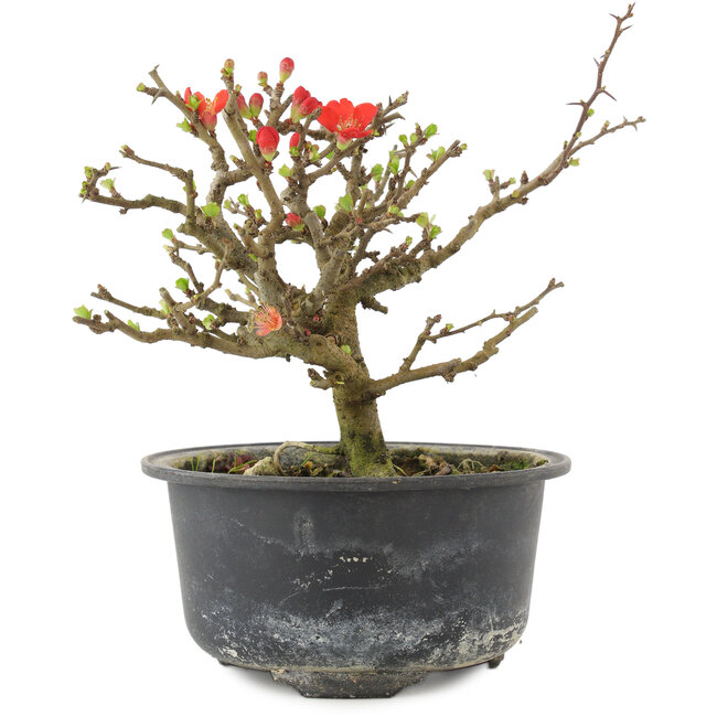 Chaenomeles speciosa, 13 cm, ± 9 anni, con fiori rossi e frutti gialli