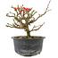 Chaenomeles speciosa, 13 cm, ± 9 anni, con fiori rossi e frutti gialli