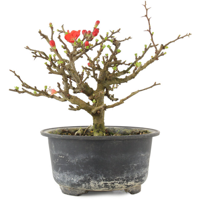Chaenomeles speciosa, 13 cm, ± 9 anni, con fiori rossi e frutti gialli