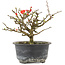 Chaenomeles speciosa, 13 cm, ± 9 anni, con fiori rossi e frutti gialli
