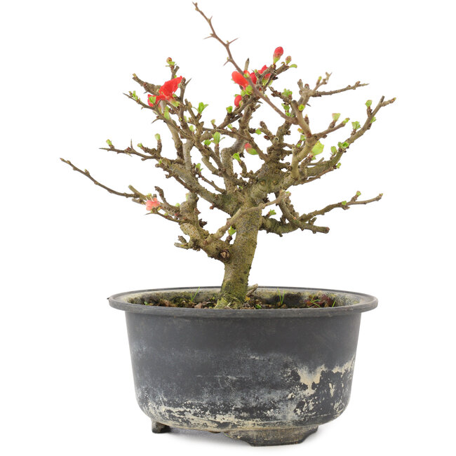 Chaenomeles speciosa, 13 cm, ± 9 jaar oud, met rode bloemen en geel fruit