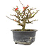 Chaenomeles speciosa, 13 cm, ± 9 jaar oud, met rode bloemen en geel fruit