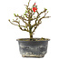 Chaenomeles speciosa, 14,5 cm, ± 9 years old, with red flowers and yellow fruit