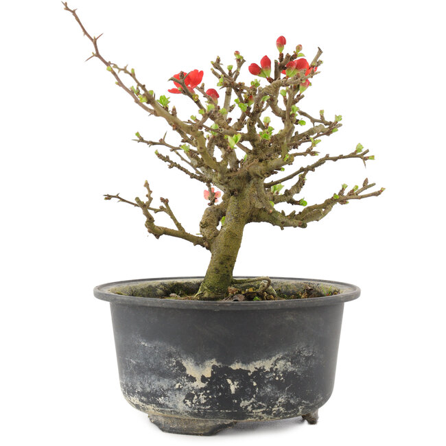 Chaenomeles speciosa, 13 cm, ± 9 anni, con fiori rossi e frutti gialli