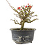 Chaenomeles speciosa, 13 cm, ± 9 jaar oud, met rode bloemen en geel fruit