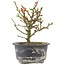 Chaenomeles speciosa, 14,5 cm, ± 9 years old, with red flowers and yellow fruit