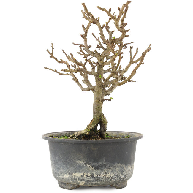 Chaenomeles speciosa, 17 cm, ± 9 años, con flores rojas y frutos amarillos.