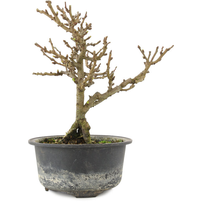 Chaenomeles speciosa, 17 cm, ± 9 años, con flores rojas y frutos amarillos.