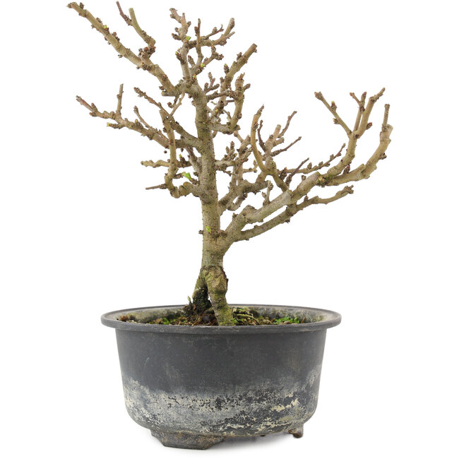 Chaenomeles speciosa, 17 cm, ± 9 ans, à fleurs rouges et fruits jaunes