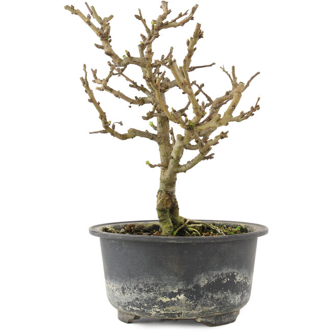 Chaenomeles speciosa, 17 cm, ± 9 anni, con fiori rossi e frutti gialli