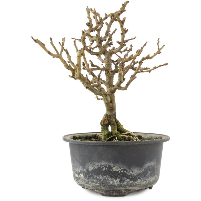 Chaenomeles speciosa, 17 cm, ± 9 ans, à fleurs rouges et fruits jaunes