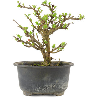 Chaenomeles speciosa, 14,5 cm, ± 9 ans