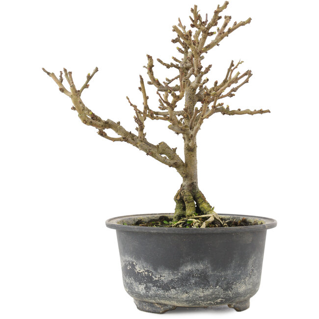 Chaenomeles speciosa, 17 cm, ± 9 Jahre alt, mit roten Blüten und gelben Früchten