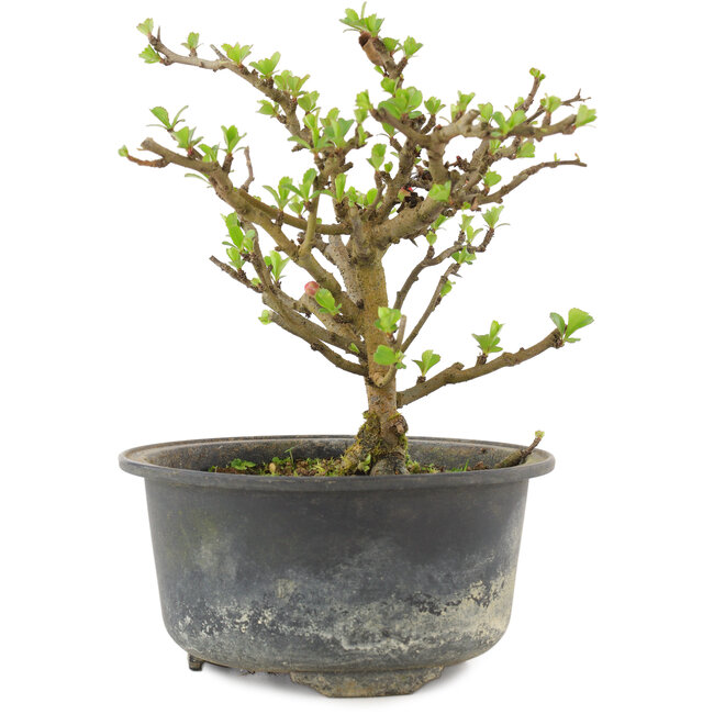 Chaenomeles speciosa, 14,5 cm, ± 9 ans, à fleurs rouges et fruits jaunes