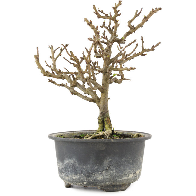 Chaenomeles speciosa, 17 cm, ± 9 Jahre alt, mit roten Blüten und gelben Früchten