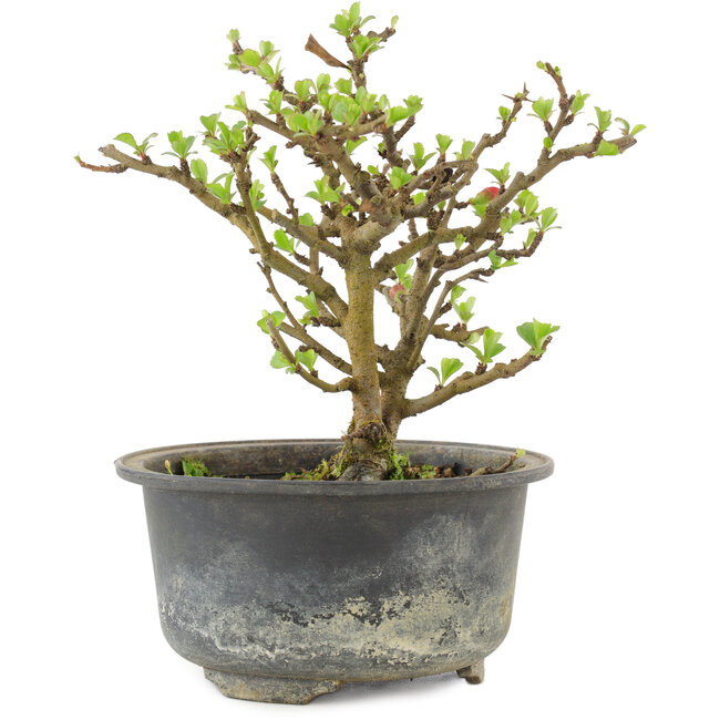 Chaenomeles speciosa, 14,5 cm, ± 9 jaar oud, met rode bloemen en geel fruit