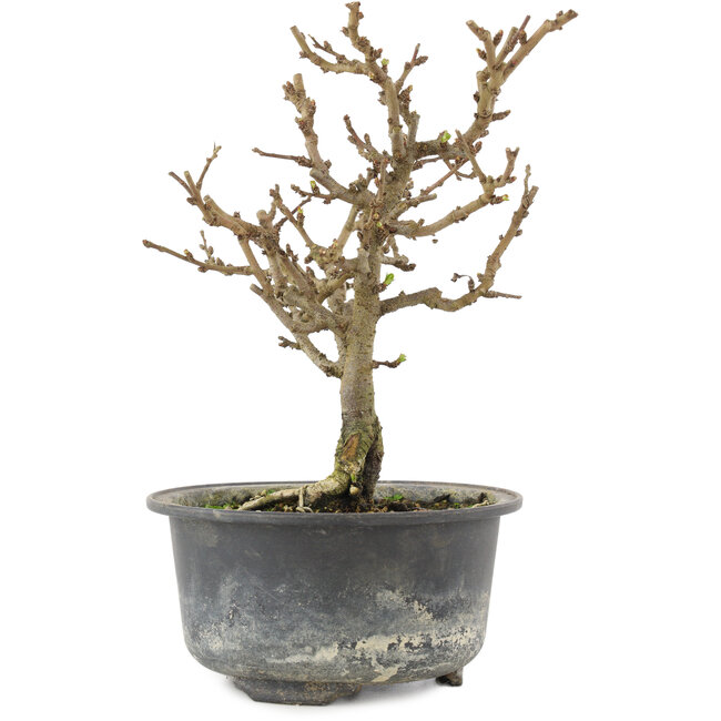 Chaenomeles speciosa, 17 cm, ± 9 Jahre alt, mit roten Blüten und gelben Früchten