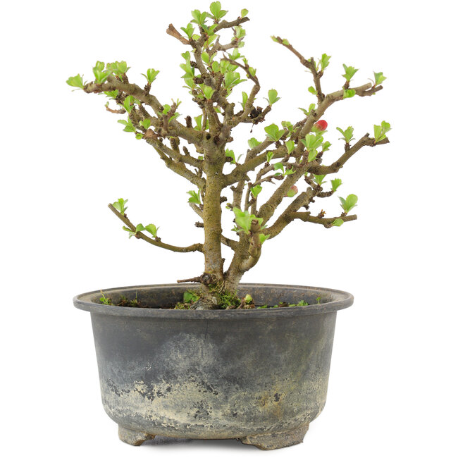 Chaenomeles speciosa, 14,5 cm, ± 9 anni, con fiori rossi e frutti gialli